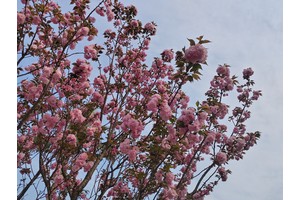 陈家桥安乐堂便民治丧服务