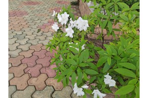 陈家桥遗体冷藏事件引发思考